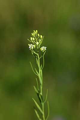BUITEN BEELD Foto: 444684