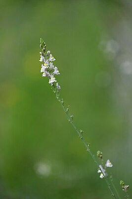 BUITEN BEELD Foto: 444685