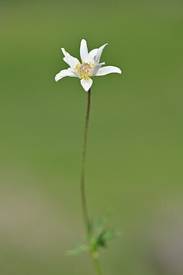 BUITEN BEELD Foto: 444686