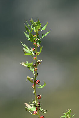 BUITEN BEELD Foto: 444687