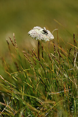 BUITEN BEELD Foto: 444692