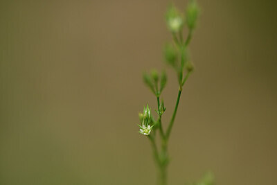 BUITEN BEELD Foto: 444695