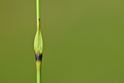 BUITEN BEELD Foto: 444696