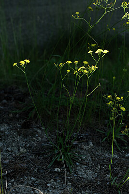 BUITEN BEELD Foto: 444697