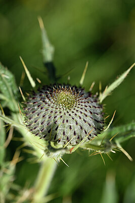 BUITEN BEELD Foto: 444698