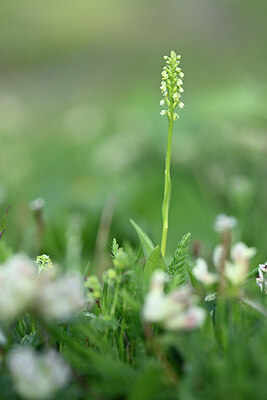 BUITEN BEELD Foto: 444699