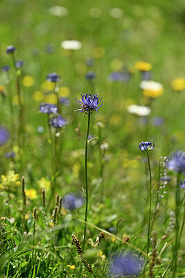 BUITEN BEELD Foto: 444700