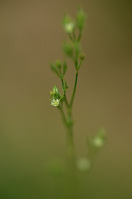 BUITEN BEELD Foto: 444701