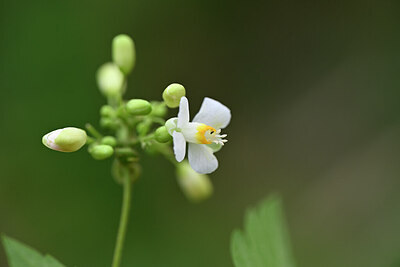 BUITEN BEELD Foto: 444702