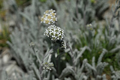 BUITEN BEELD Foto: 444704