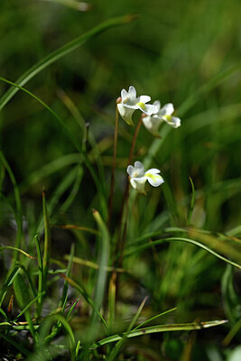 BUITEN BEELD Foto: 444705