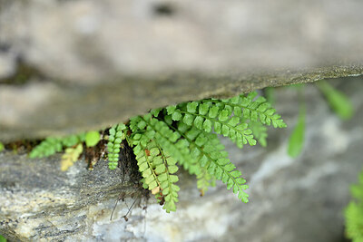 BUITEN BEELD Foto: 444706