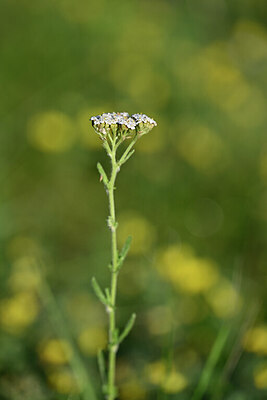 BUITEN BEELD Foto: 444707