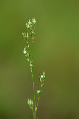 BUITEN BEELD Foto: 444709