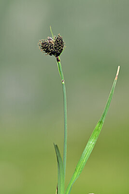 BUITEN BEELD Foto: 444712