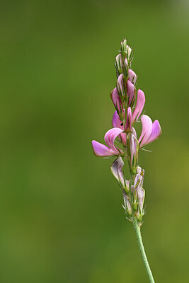 BUITEN BEELD Foto: 444715