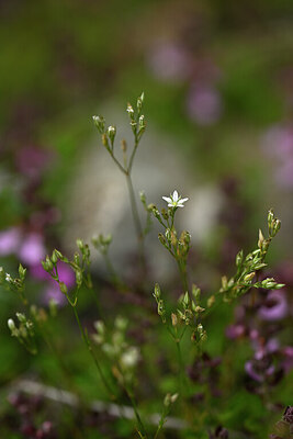 BUITEN BEELD Foto: 444716