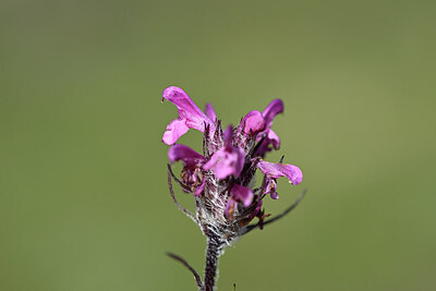 BUITEN BEELD Foto: 444719