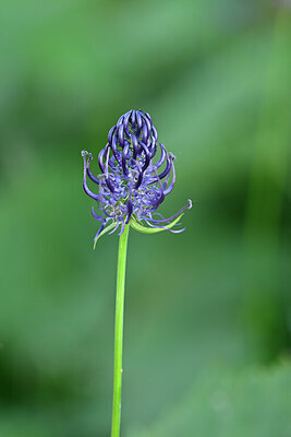 BUITEN BEELD Foto: 444720