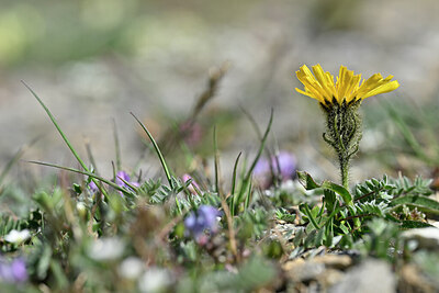 BUITEN BEELD Foto: 444724