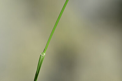 BUITEN BEELD Foto: 444730