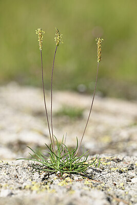 BUITEN BEELD Foto: 444731