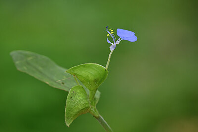 BUITEN BEELD Foto: 444733