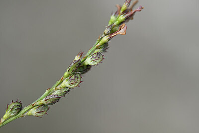 BUITEN BEELD Foto: 444735