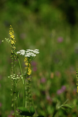 BUITEN BEELD Foto: 444736