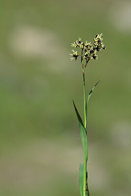 BUITEN BEELD Foto: 444737