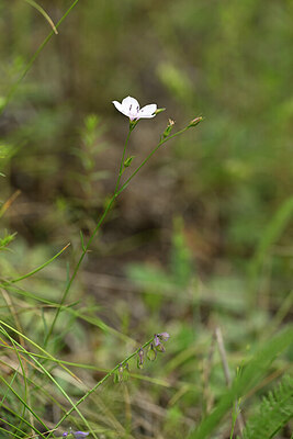 BUITEN BEELD Foto: 444738