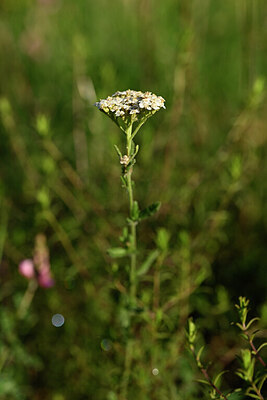 BUITEN BEELD Foto: 444740