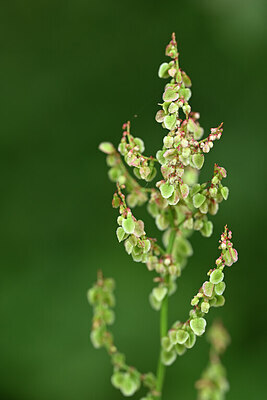 BUITEN BEELD Foto: 444741