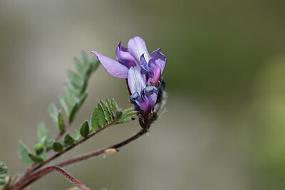BUITEN BEELD Foto: 444744