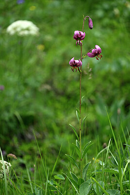 BUITEN BEELD Foto: 444745
