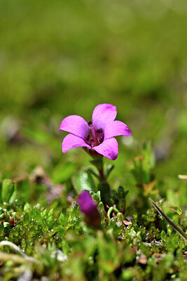 BUITEN BEELD Foto: 444749