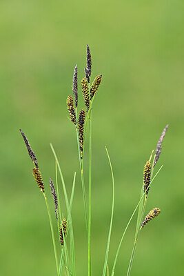 BUITEN BEELD Foto: 444750