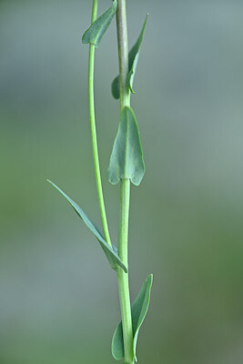 BUITEN BEELD Foto: 444752