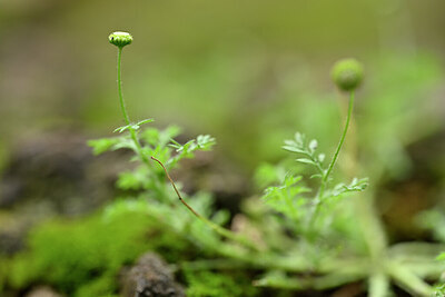 BUITEN BEELD Foto: 444753