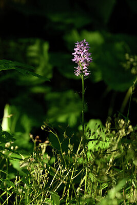 BUITEN BEELD Foto: 444754