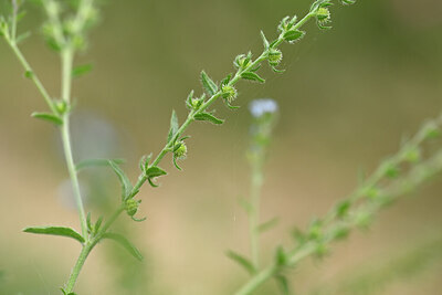 BUITEN BEELD Foto: 444755