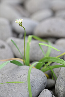 BUITEN BEELD Foto: 444757