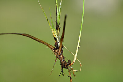 BUITEN BEELD Foto: 444758