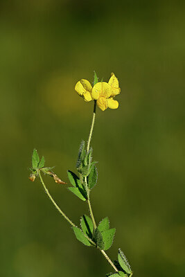 BUITEN BEELD Foto: 444760