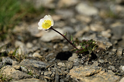 BUITEN BEELD Foto: 444762