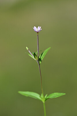 BUITEN BEELD Foto: 444767