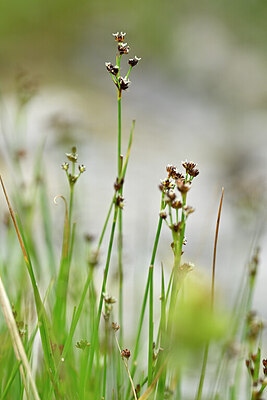 BUITEN BEELD Foto: 444770