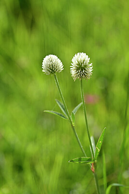 BUITEN BEELD Foto: 444771