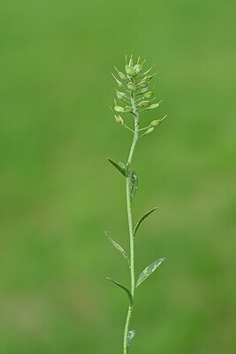 BUITEN BEELD Foto: 444772