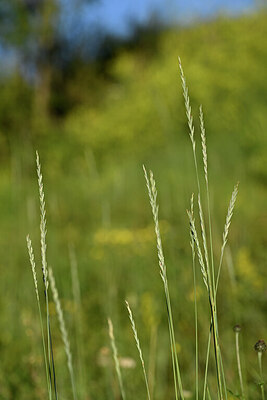 BUITEN BEELD Foto: 444774